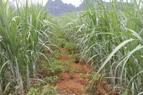 甘蔗田间立体栽培组合增产增收方法