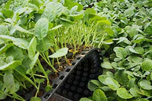 蔬菜种植过程中微肥用量及其施用方法
