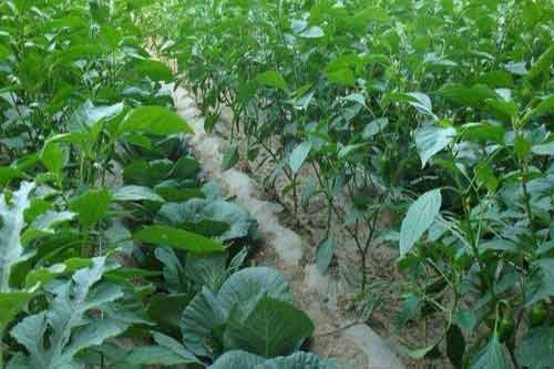 利用棉花田套种蔬菜实现增收的方法
