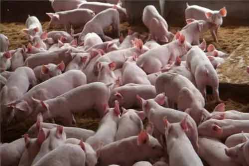 肉猪养殖过程中快速催肥的六种方法
