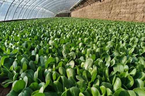 冬季利用温室种植油菜方法及病虫害防治措施
