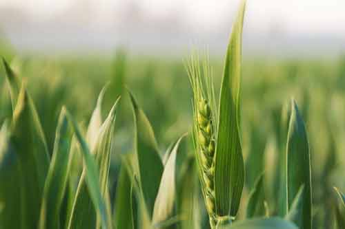 应用植物生长调节剂对小麦进行化学增产调控方法