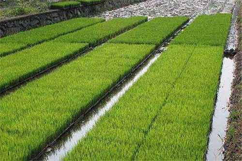 水稻旱地育秧需要注意哪些问题