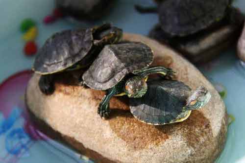 巴西龟的生活习性以及巴西龟养殖和疾病防治