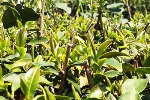 茶园新老套种和猕猴桃乔化栽培
