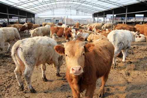养牛经验——防止牛微量营养元素缺乏症
