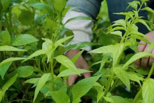 香草形态特征以及种植栽培和收获方法