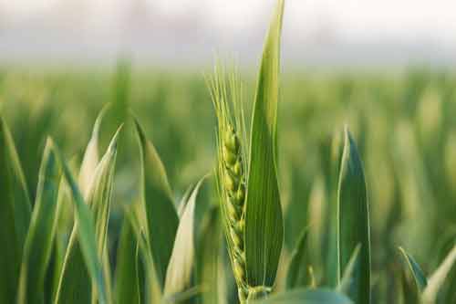 小麦独秆栽培获得丰产技术要点