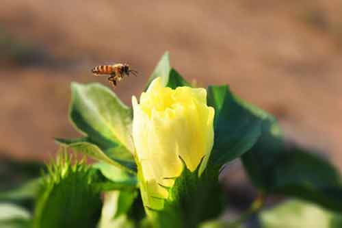 防止蜜蜂在棉花流蜜期间发生中毒现象