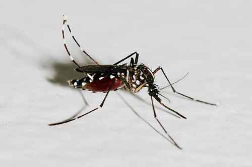 蚊子的寿命有多长？蚊子的幼虫叫什么？