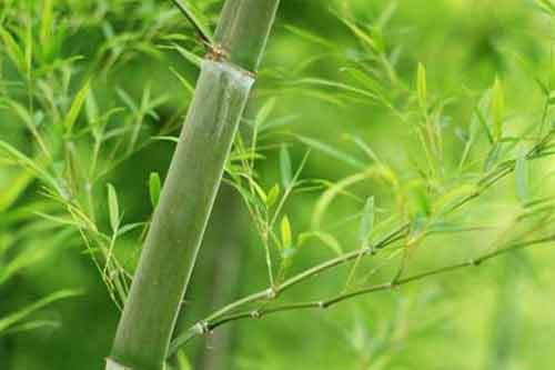 栽培楠竹需要注意哪些问题