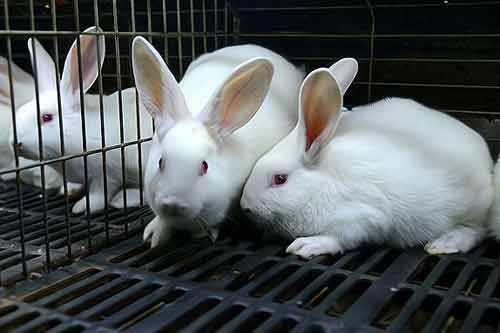 家兔养殖如何做好疾病预防
