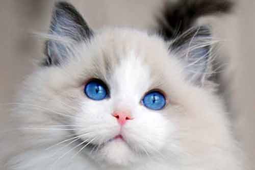 布偶猫价格多少钱一只？怎样才能养好布偶猫？