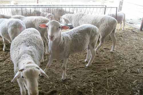 小尾寒羊的品种简介以及养殖前景