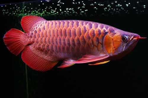 红龙鱼怎么养最好？附红龙鱼常见品种及养殖日常管理​方法
