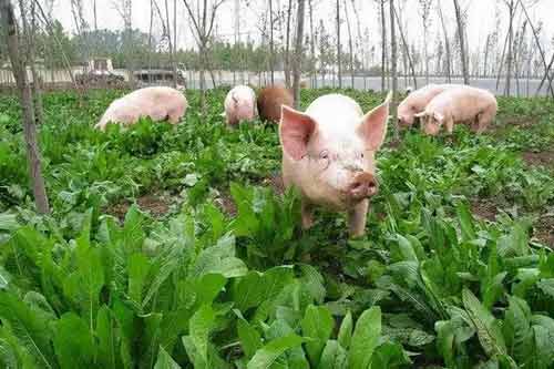 秋季利用废弃蔬菜喂猪需要注意哪些问题