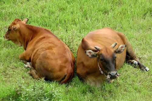 养牛经验——春季预防牛吃嫩栎叶中毒症状