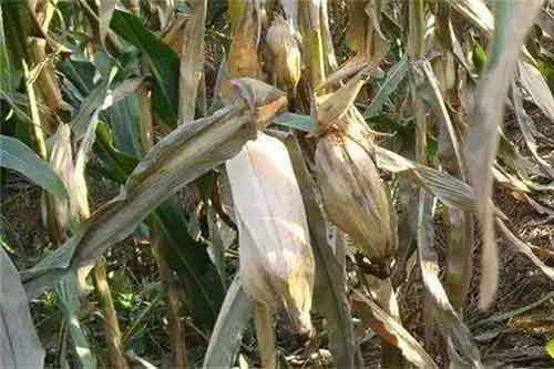 玉米种植过程中发生青枯病应该怎样防治