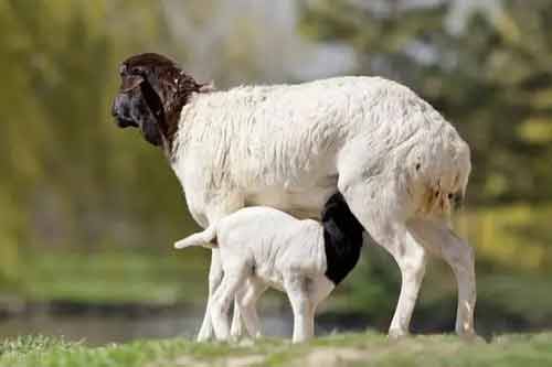 母羊妊娠判断及检查方法
