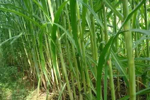 皇竹草开发前景分析以及栽培技术分享