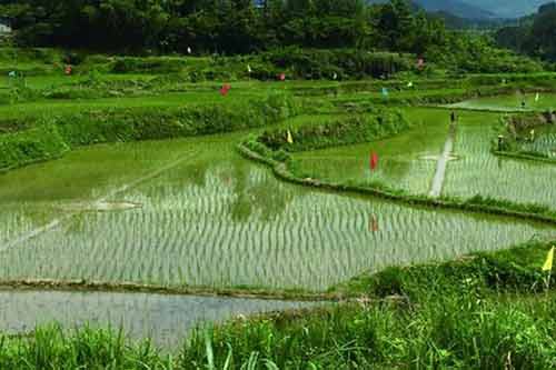 利用稻田养鱼获得可观的经济效益