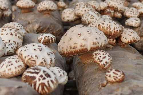 冬季栽培香菇增产方法
