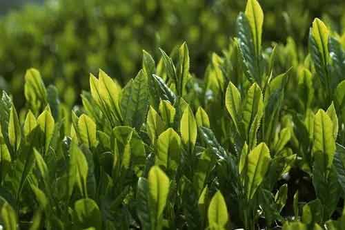 无性繁殖优质绿茶品种有哪些？