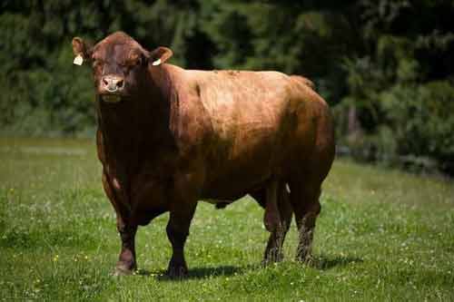 养殖经验——种公牛性机能调整技术
