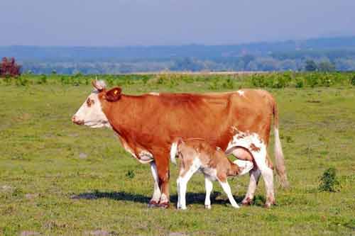 分享治疗母牛缺乳症十四种验方