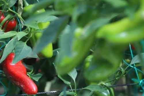 大棚甜椒全年一大茬延后栽培技术