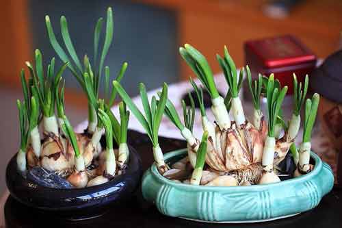 水仙种植以及田间管理需要掌握哪些技术