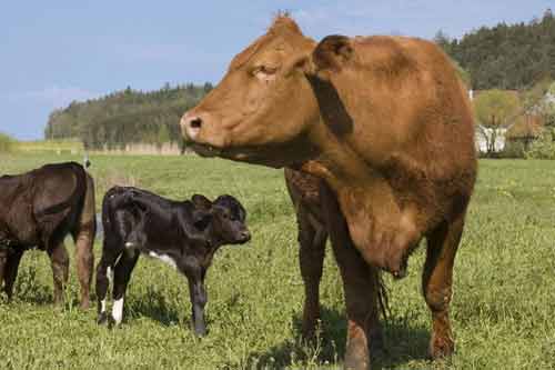 耕牛衰竭症的预防措施及治疗方法