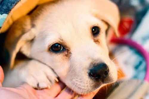 犬瘟热病因症状以及诊断和防治方法
