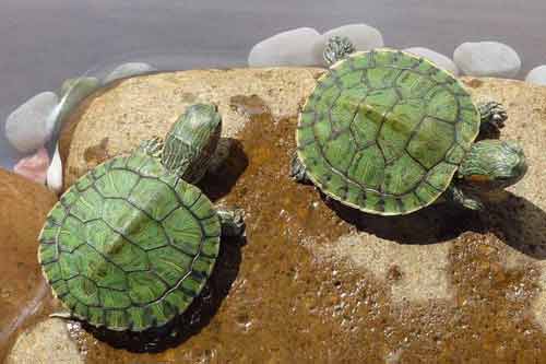 巴西翠龟的生活习性以及饲养设备和环境条件要求