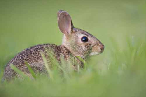 家兔不同生育期如何配制饲料？