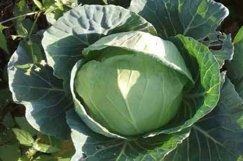 蔬菜一年四熟的种植栽培方法