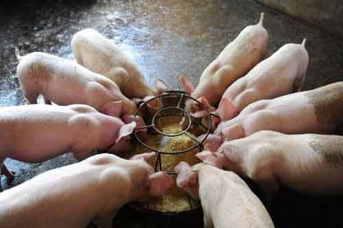 养猪出现食盐中毒后的症状和治疗以及预防方法