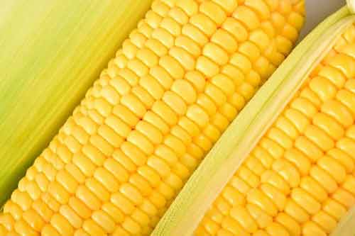 甜玉米价值以及甜玉米种植管理方法