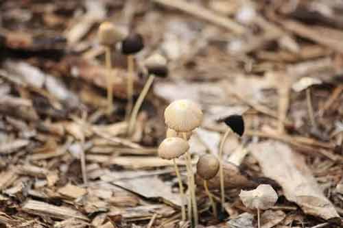 利用稻草栽培蘑菇的五种软化处理方法
