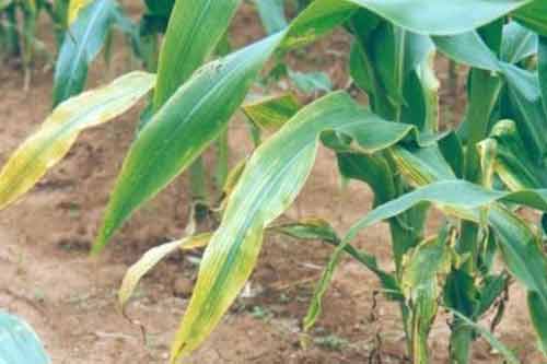 玉米生长过程中缺肥症状及补救措施