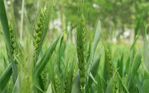 冬小麦施肥需要注意哪些问题