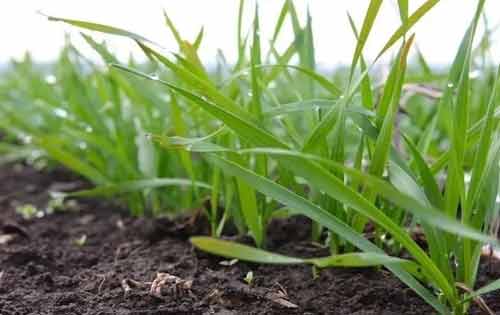 小麦出苗后形成弱苗的原因及防治措施