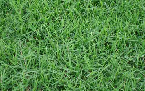 边坡绿化草种有哪些种类？边坡绿化有什么作用？