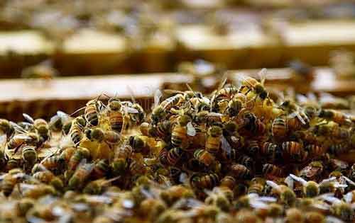 冬季蜂群生活特点及安全越冬措施