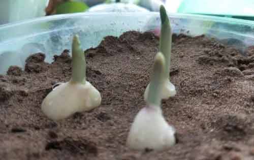 大蒜种植后提早出苗的几个方法