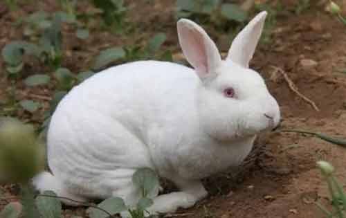 母兔分娩后奶水少怎么办？分享11种给母兔催奶的方法