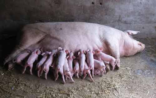 介绍四个可以提高母猪繁殖率的方法