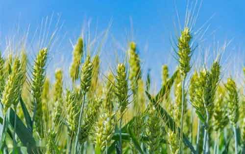做好小麦绿色种植需要掌握哪些技术