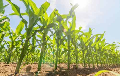 玉米绿色种植过程中的品种选用以及环境条件要求