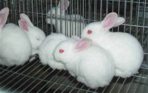 兔胆药用加工技术过程中的保鲜法和阴干法